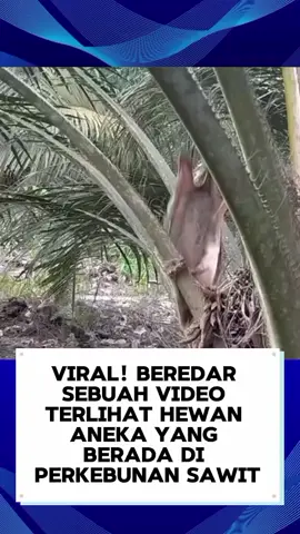 sungguh mengejutkan ketemu hewan aneh apa ini?  #fypシ #kejadianmengerikan #beritaviral #BERITATERKINI 