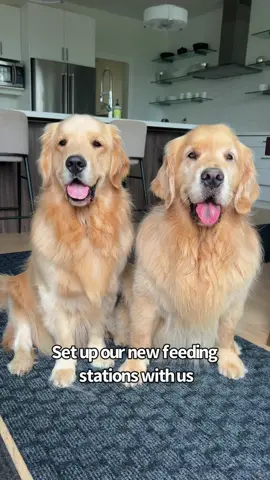Doris felt generous and bought us new feeding stations 😄 Colin has to have a puzzle bowl because he's so greedy 🫣 link for bowls in our Amazon storefront in bio 😊