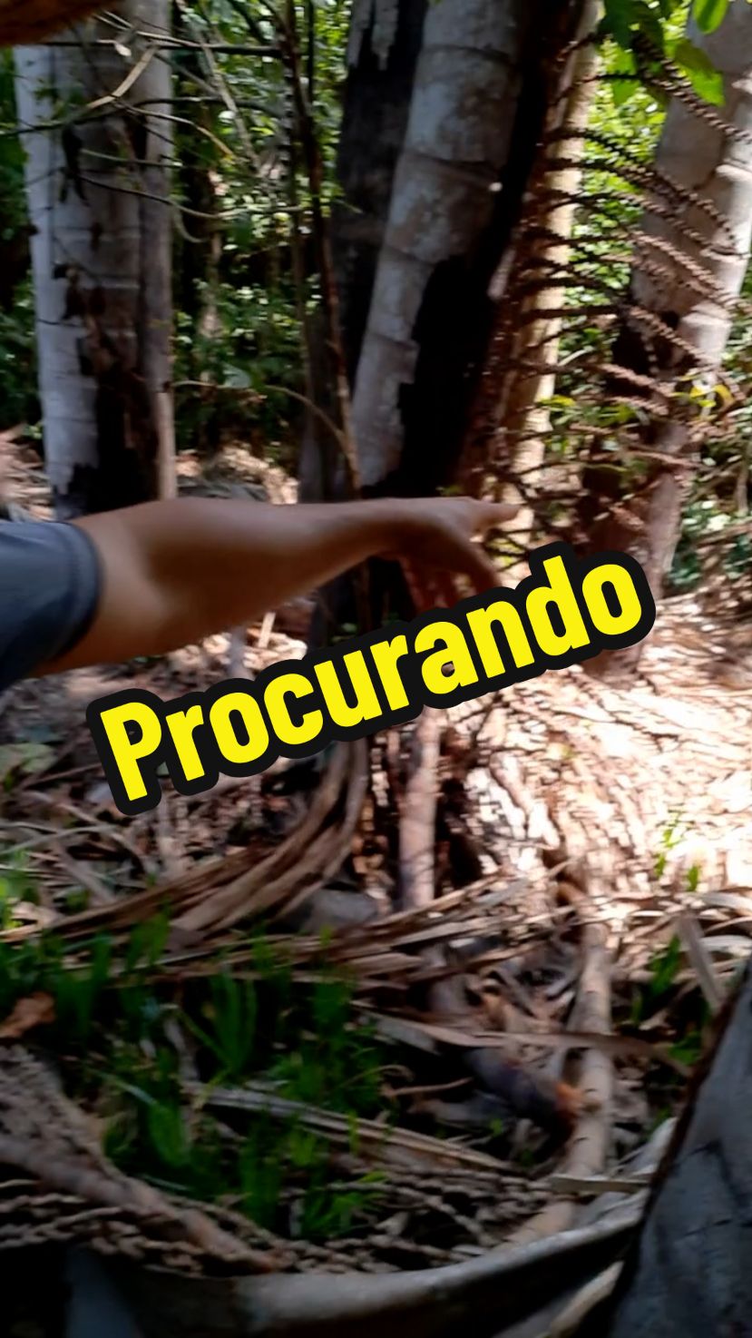 Procurando a sucuri #sucuri #perigo #suspense #cobra #vidanaroça 