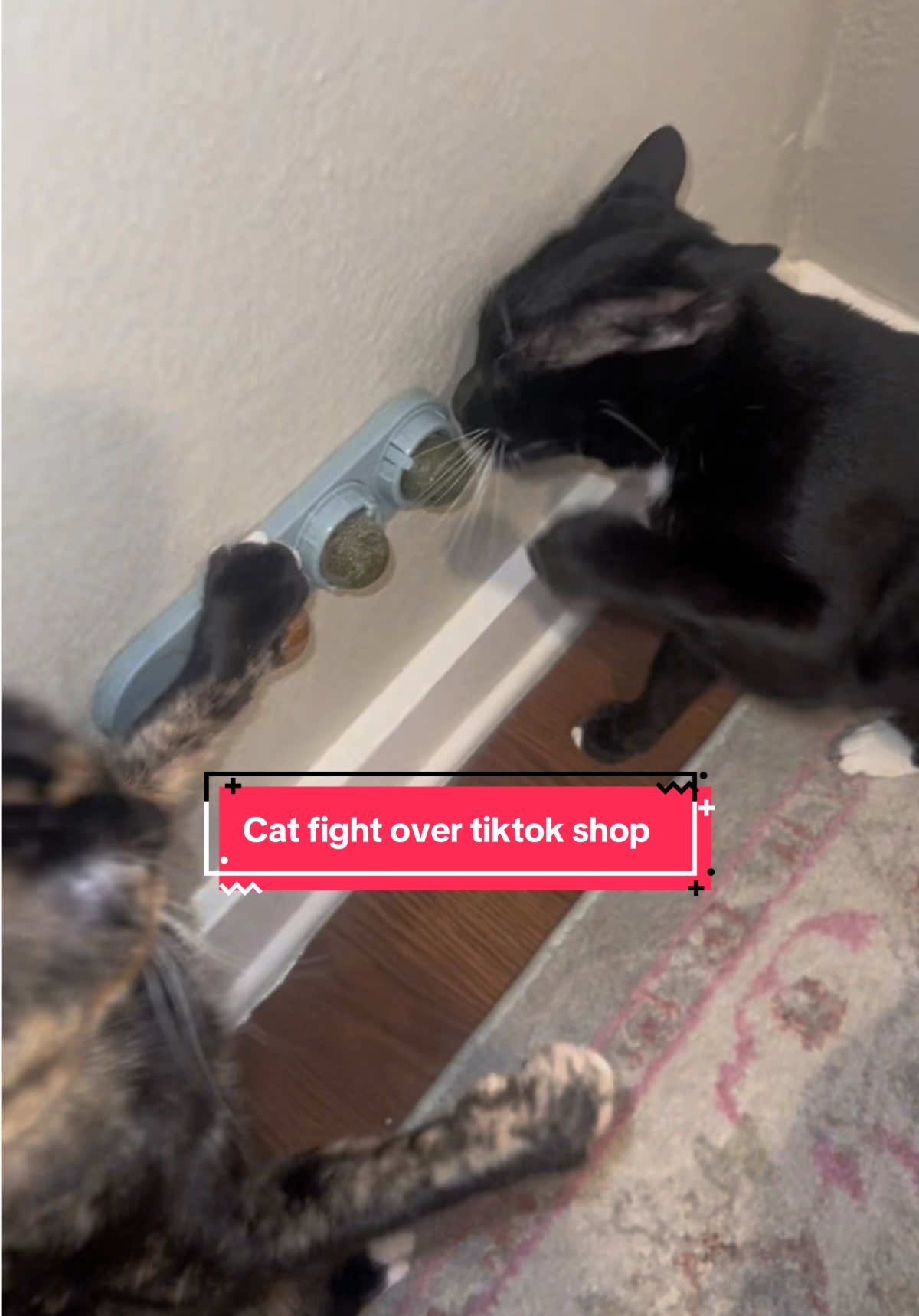 Tiktok shop has taken over #cats #catsoftiktok @PeytonReece22 #toktokshop 