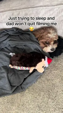 Marley lives a ruff life 🤣#rufflife #livingthedream #cutedog#cavapoosoftiktok #furbaby 