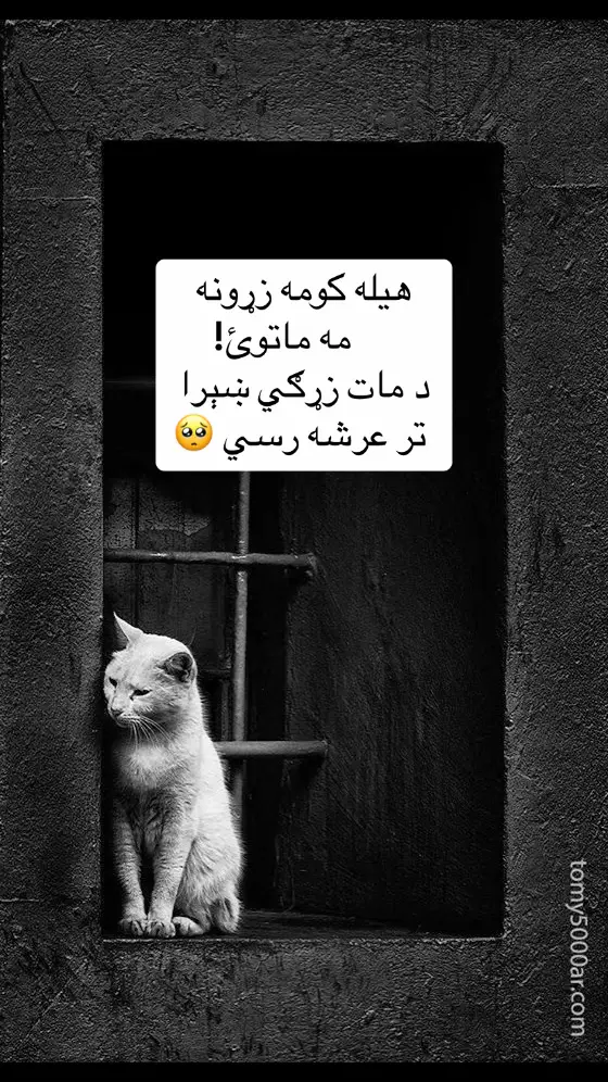 #💔💔💔💔💔💔😭😭😭😭 #زړه_تنګون😢😭 