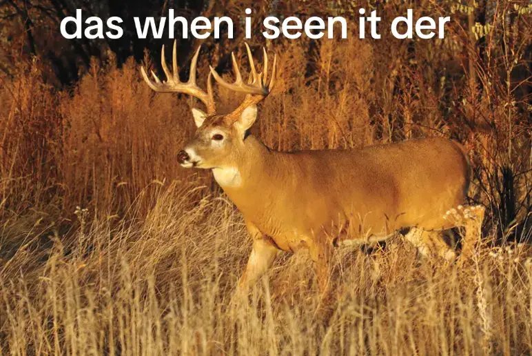 #whitetail #deer #deerhunting #deerseason 