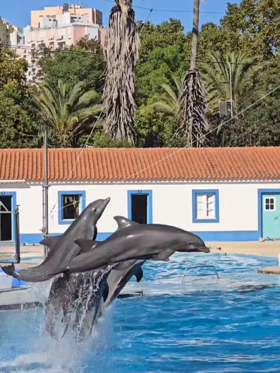 💙💙💙💙💙💙💙💙💙💙💙 #dolphin #dolphinshow #holiday #lisboa #portugal #traveladdict #foryoupage❤️❤️ #voorjou 