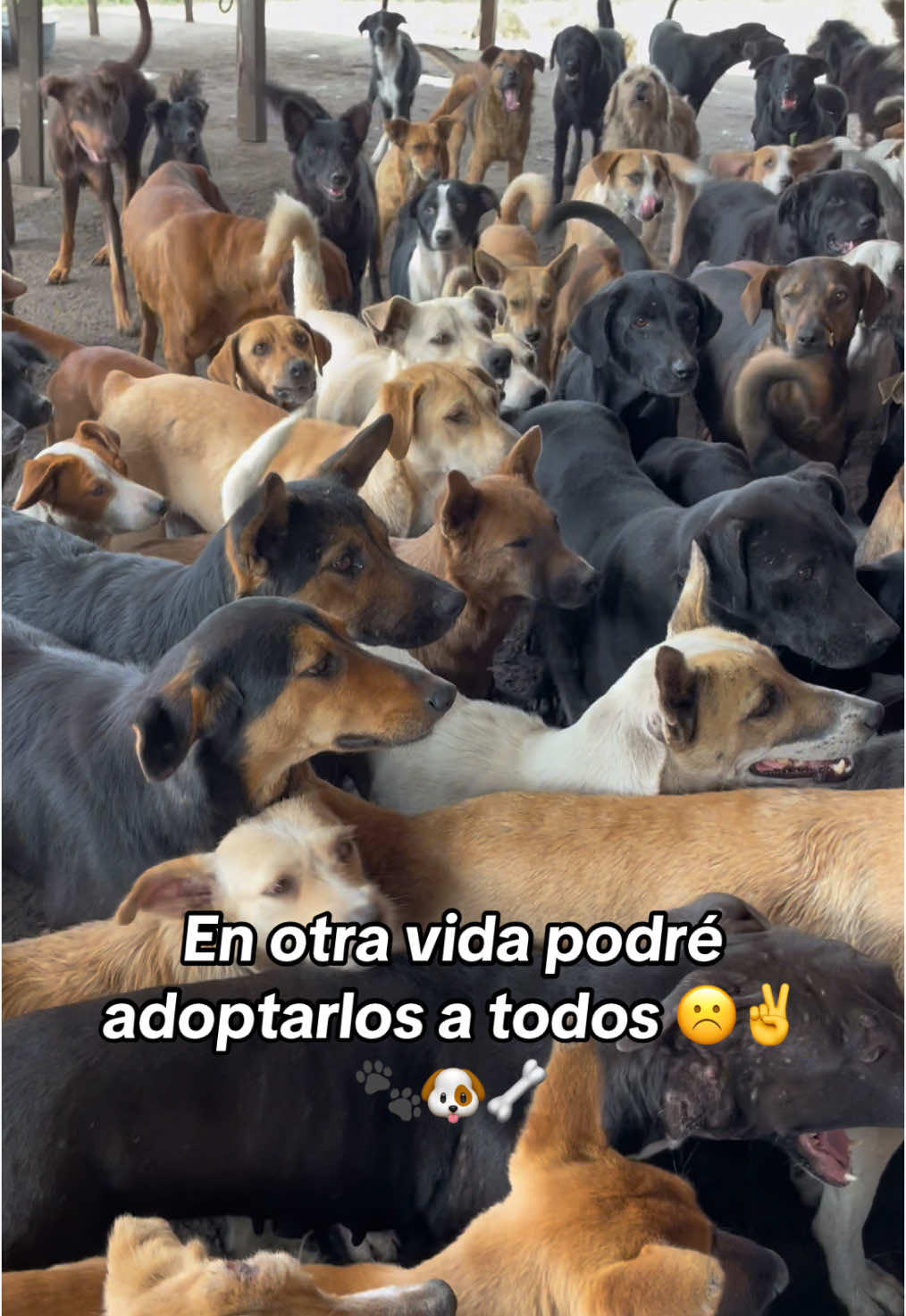 En otra vida 🐾🐶 lo prometo #perritos #promise #enotravida 🐶☹️☹️🇨🇴🦴