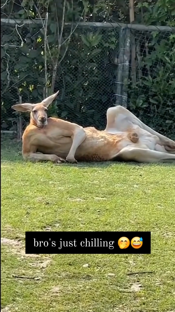 Kangaroo Chilling🦘🦘 😎🤭🤭😍🥰 #kangaroos 