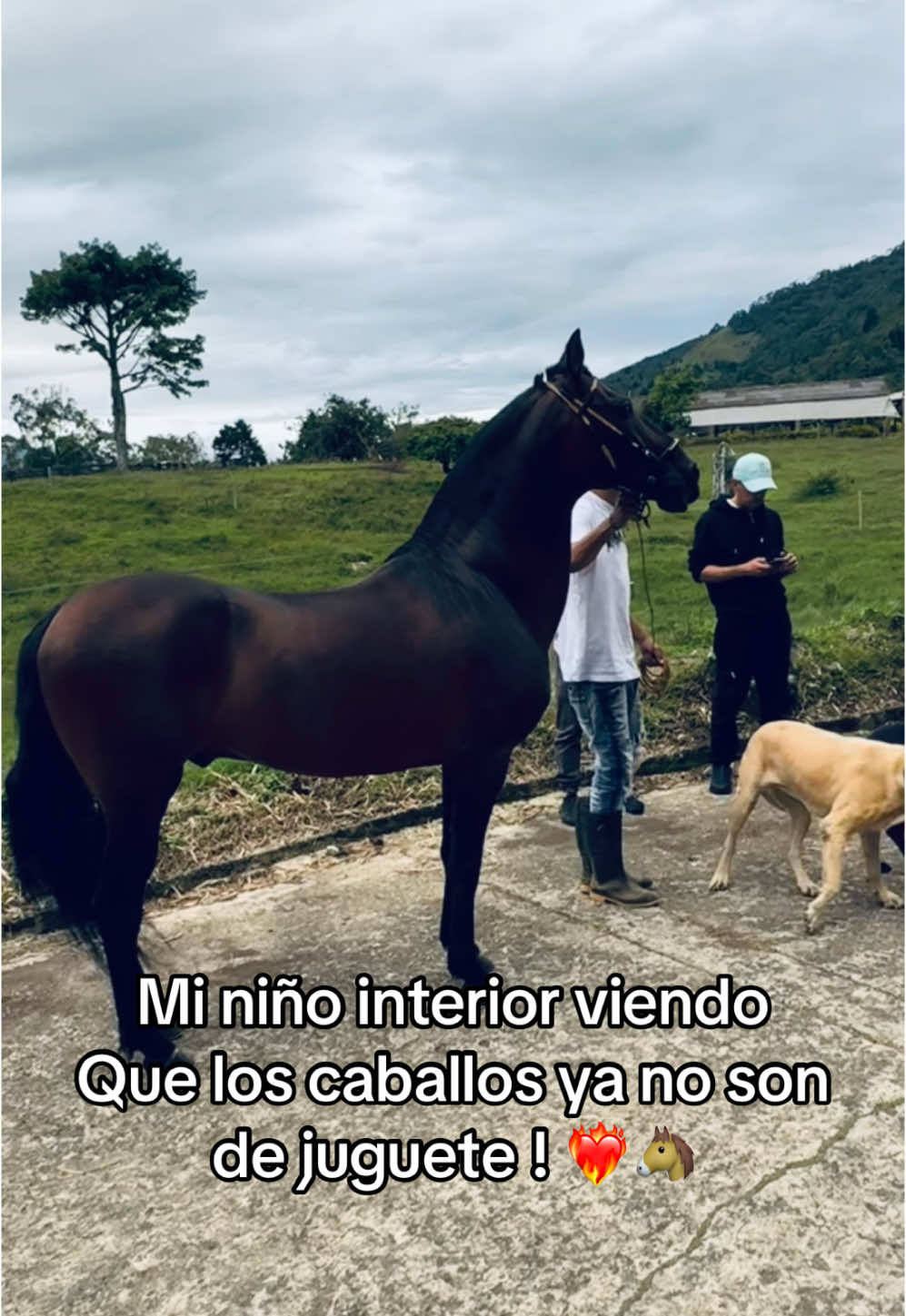 Paso a paso vamos viendo como se hacen realidad 🙏🏼❤️‍🔥🥷🏼🐴 #caballos #equino #pyfツ #criollo #ccc #colombia🇨🇴 #pasofino #trochapuracolombiana 