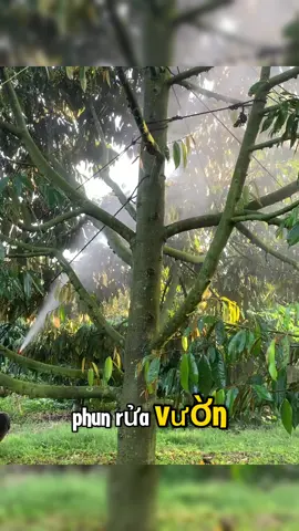 Phun thuốc rửa vườn, vệ sinh tắm rửa cho cây sầu riêng để phục vụ cho một mùa vụ mới bội thu #saurieng #durian #nongnghiep #anhhainong 