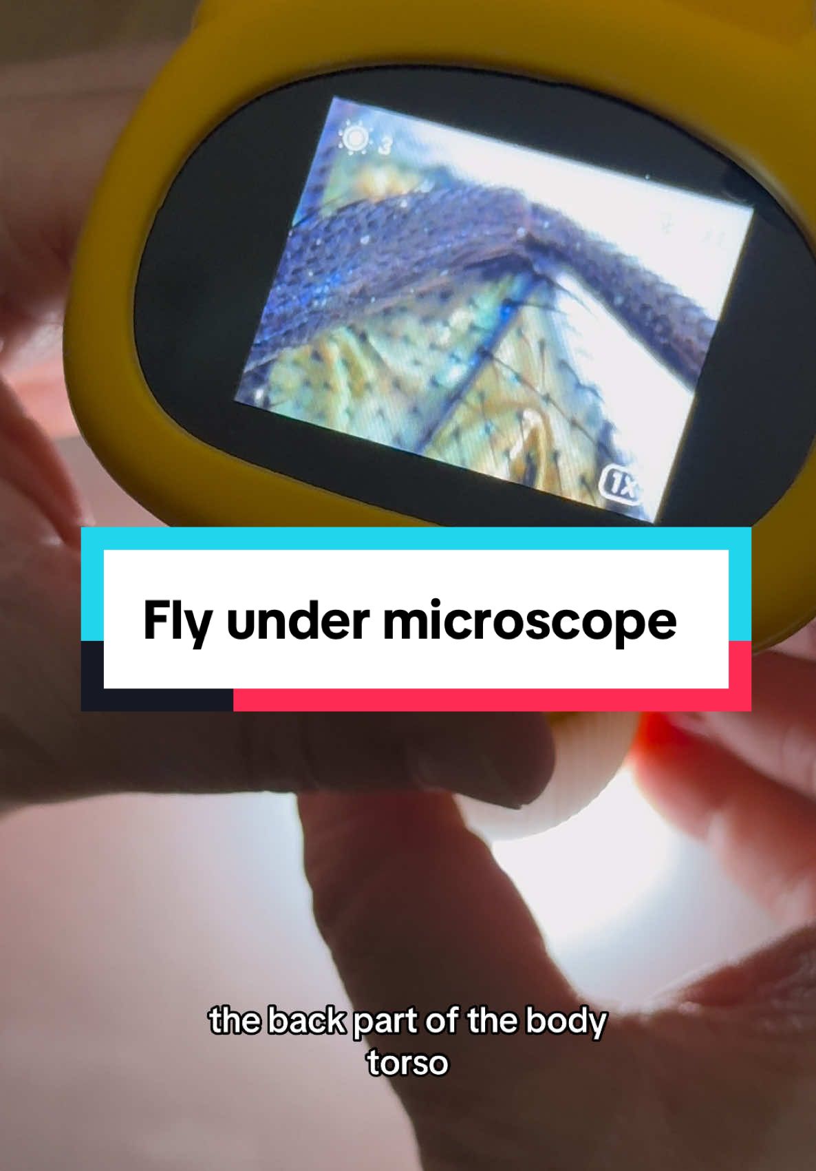 Fly under microscope #christmascountdown #christmastiktok #tiktokshopholidayhaul #spotlightfinds #giftsforhim #giftsforher #christmas2024 #christmasideas2024 #TikTokShop #tiktokshopcybermonday #tiktopshopblackfriday #blackfridayhaul #blackfridayearlydeals #fly #science #scienceismagic #scienceexperiments #scienceathome #microscope ##microscopetiktok #flies #sciencetok  