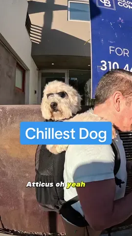 I didn’t know he was chill like that 😭🐶 #streetinterview #fypシ 