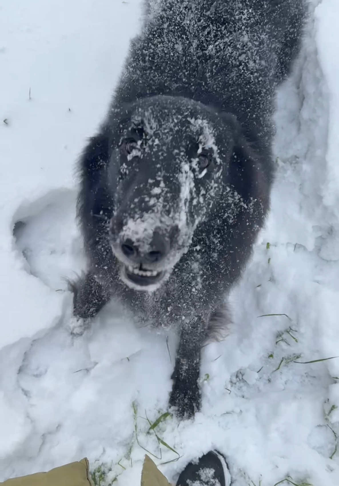 #dogsoftiktok #грюнендальокси #грюнендаль #внезапныйдэб 