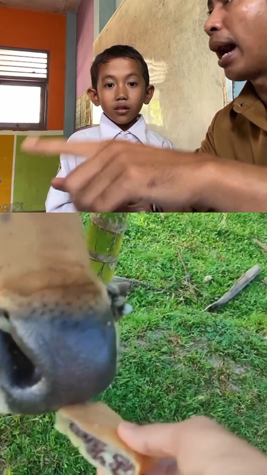 Sapi Makan Martabak, Debat Seru Antara Murid Dan Guru. #sapimakanmartabak #sapi #rumput #fyp #viral #tiktok 