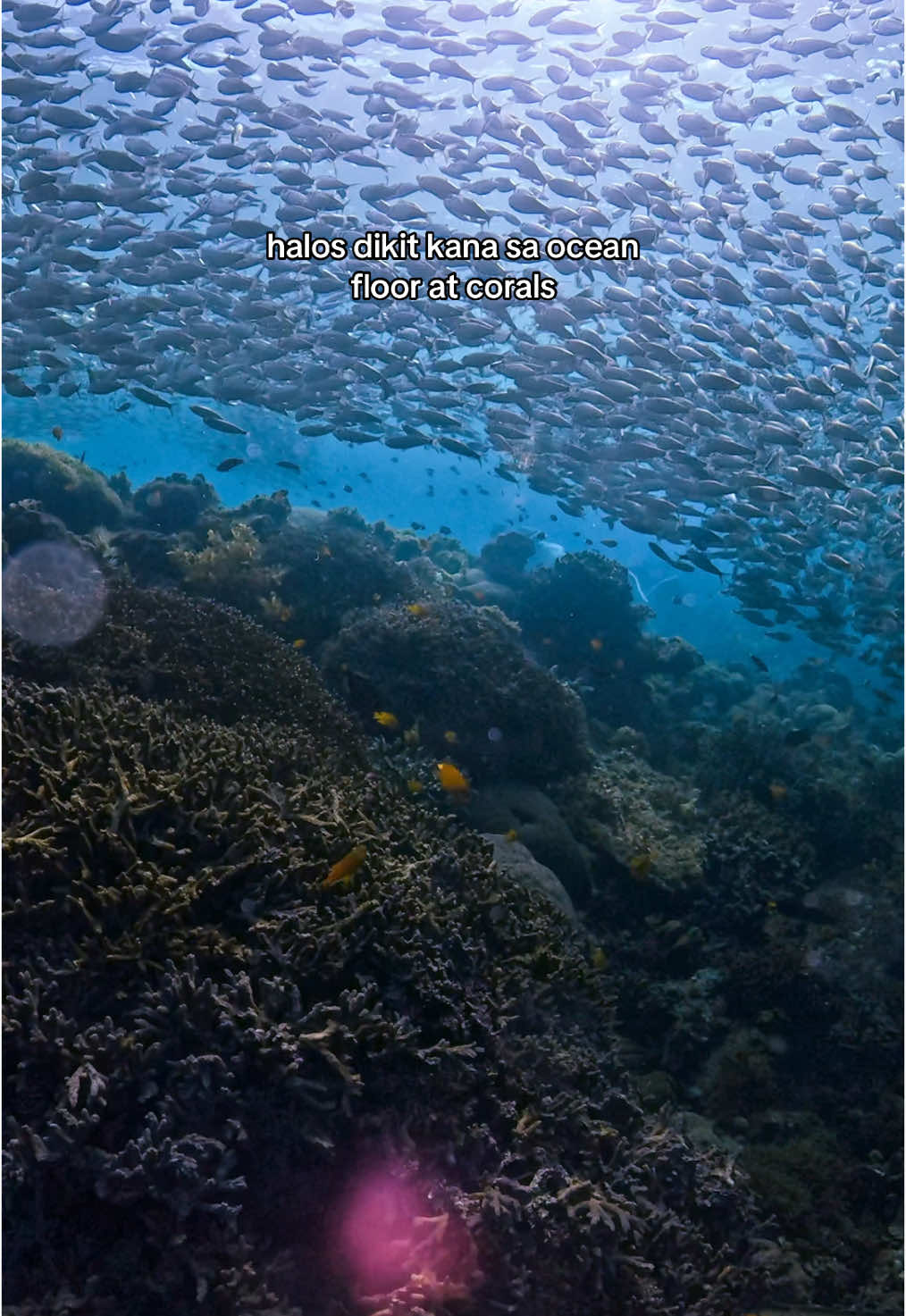 Yung didikit ka pa sana sa ocean floor pero nakakita ka ng walo-walo HAHAHAHAH karipas ka talaga ng langoy #napalingreef #napaking