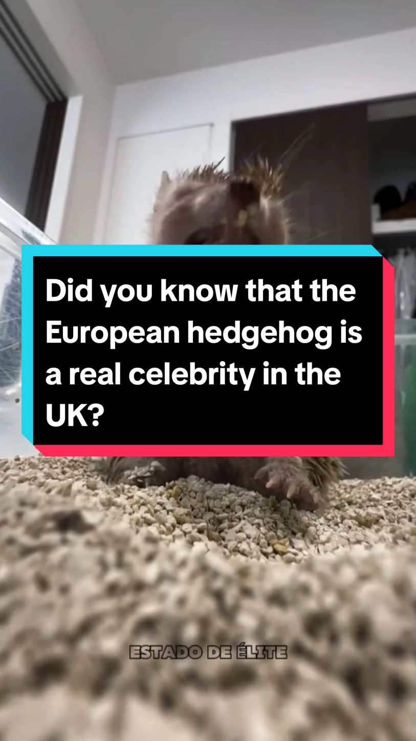 Did you know that the European hedgehog is a real celebrity in the UK? #hedgehoglife #ukwildlife #cuteanimals #gardenvisitors #animalsoftiktok 