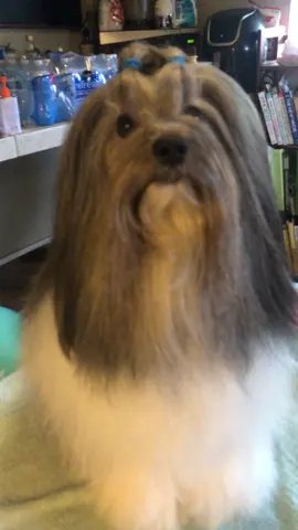I just want ti squeeze him! 🥹 #dragonnelowchen #lowchensoftiktok #lowchen #cutedog #cute #dogsoftiktok #showdog #dog 