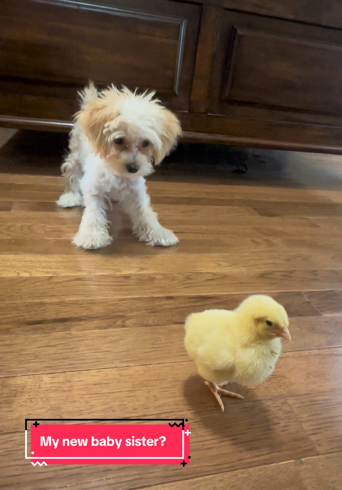 Learnin’ about them chicks. #puppy #chicken #cute #cutedog #foryoupage❤️❤️ 