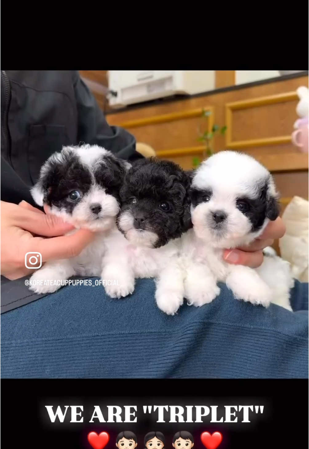 🤍 TRIPLET 🖤 WE ARE BLACK PARTY POODLE TRIPLET ❗❗❗ @koreateacuppuppies 🐾🐾🐾 🧑🏻BAJI👖, 🧑🏻JAMBA🧥, 👧🏻CHIMA👗 They all have differen patterns🤍🖤 The cuteness is three times as much as the three of them are gathered 😍❤ . . . 📱If you want to know more about it,  please DM our main account, BOSS will reply directly 📩 @koreateacuppuppies . Feel free to send message🙏 WhatsApp: +82 10 2334 9519 . . . #blackpoodle #blackparty #partypoodle #blackpartypoodle #blackpoodleforsale #blacktoypoodle #blacktoypoodles #toypoodleforsale #poodleoftheday #poodleforsale #teacuppoodles 