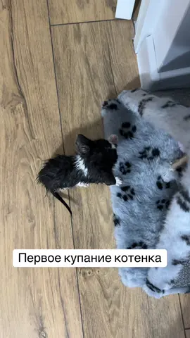 #купаниекотенка