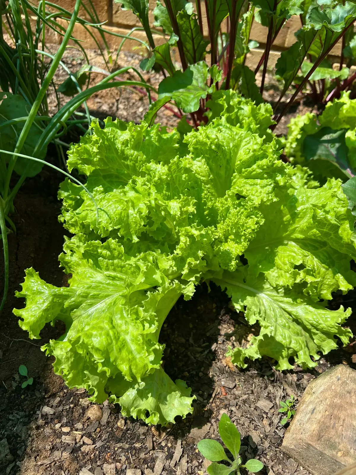 Happy Monday, grabbing fresh lettice from the garden. This morning for lunchbox ❤️. #happymonday #levelupafrica #ramaitecooks #lettuce #gardening 