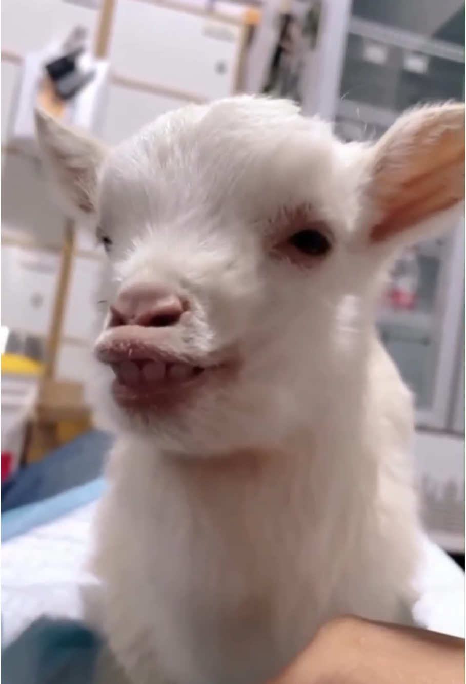 Funny babygoat videos🤣🤣 #goat #funny #funnyvideo #funnyanimals #animalsoftiktok #babygoat #😂😂😂 