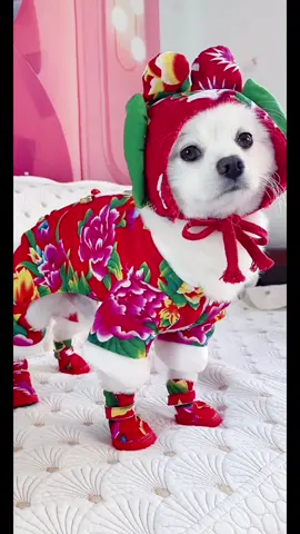 Pet cotton clothes, peony style, very suitable for festival wear.🐶🐩 #pet#pets #petsuppliesplus #dog #pet_supplies #fyp 