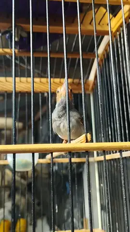 prenjak gacorr pikat jantan  #prenjakk #cemplir #prenjakkepalamerahgacor #gacor #burung 