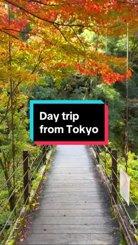 So easy to access from one of the main station in Tokyo😲 I love the Japanese train system. From Tokyo you can easily hop on a train in the middle of skyscrapers and get off 1h later in the middle of the Japanese nature. 📍 This place is Okutama, west of Tokyo. It’s 1h30 from Shinjuku station on the JC line. There are several mounts and mountains around that are popular hiking spots for locals. But you can also come and enjoy an easy walk in the forest or around the surrounding village. Some cafes and restaurants are hideen gems with amzing views over the surrounding mountains✌️ #japantravel #tokyo #japantrip #explorejapan #japannature #okutama 