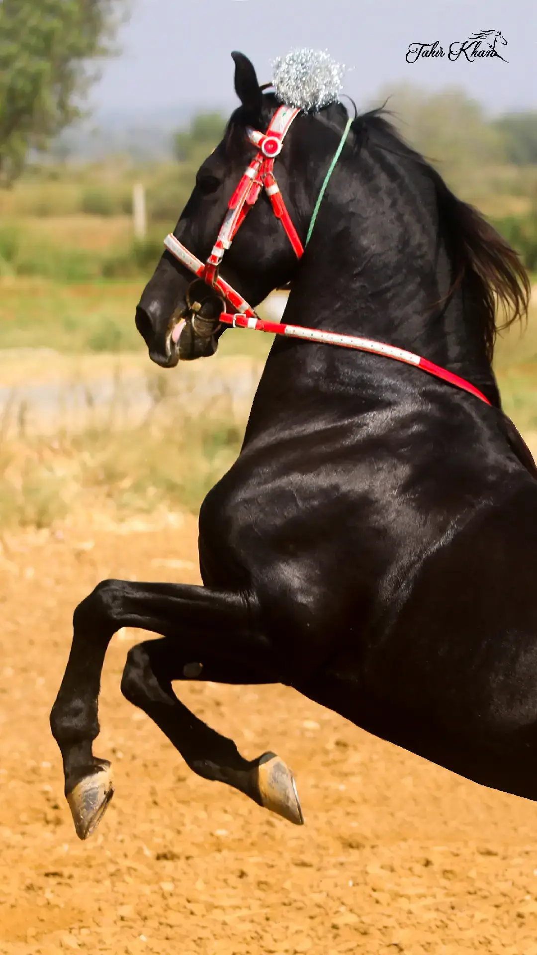 #horse #nasli #viral_video #uknezabazi #foryou #tahirkhanphotography #foryoupage❤️❤️ #CapCut #tik_tok @M.Rameez Haider 