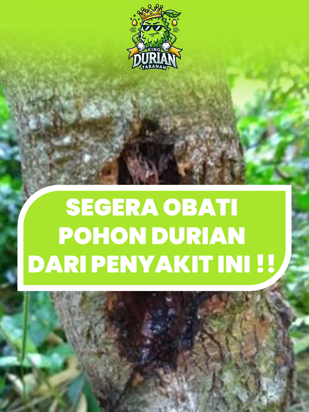 Durianmu kena kanker batang? Jangan panik! Yuk, share tips cara ngatasinnya di komen. 🌳❤️ #DurianCare #PlantHealth #DurianTree #TreeCare #GardenTips #DurianLovers #TropicalFruit #DurianCommunity #GardeningLife #DurianFarm #HealthyPlants #DurianSeason #GardenHacks #FruitTrees #GardenersOfTikTok #DurianKing #OrganicGardening #GreenThumbs #SustainableGardening #DurianProblems #fyp