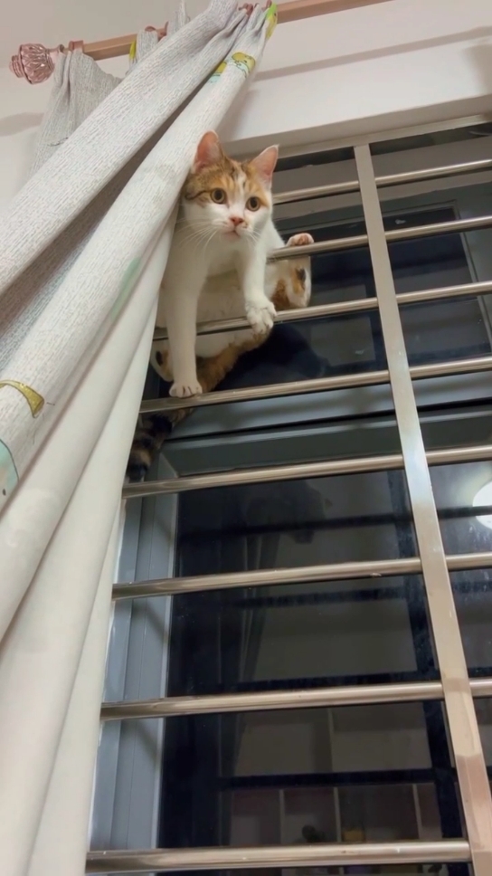 Someone please help me. #catsoftiktok #kittycats #kittens #funnycat 