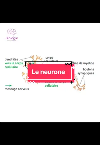 #svt #biologie #tiktokacademie #lycee #pass #las #biologiepourtous #pourtoi 