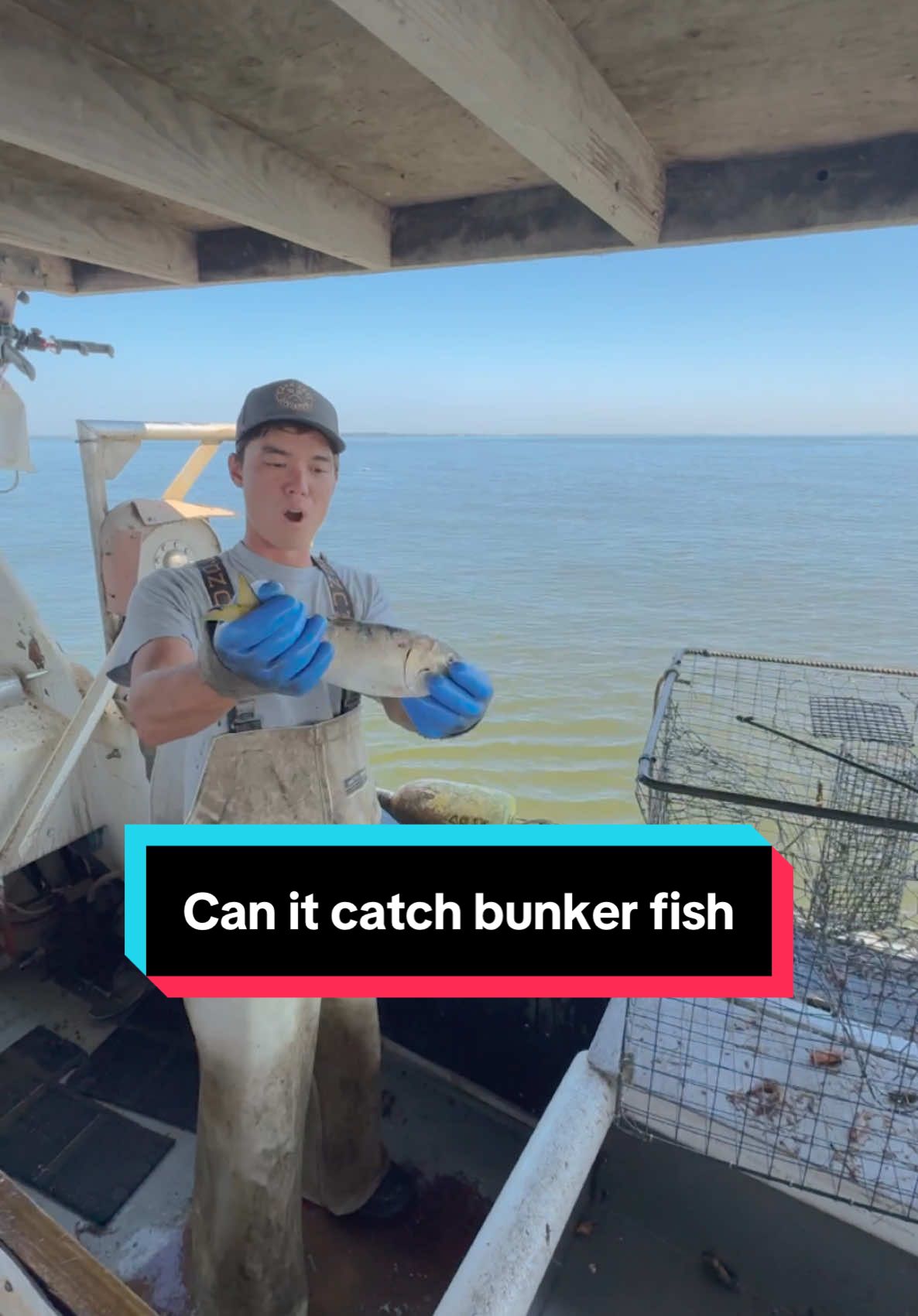 CAN IT CATCH?! Bunker Fish #bodkinpointseafood #fvsoutherngirl #youaintnocrabber #Maryland #crabbing #chesapeakebay #seafood #SmallBusiness #commercialfishing #crabber #DIY #crab #crabfishing #buylocal #maintenance #canitcatch #crabbingseason #bluecrabs #tipsandtricks #interesting #DidYouKnow #learn #education #fish #fishing