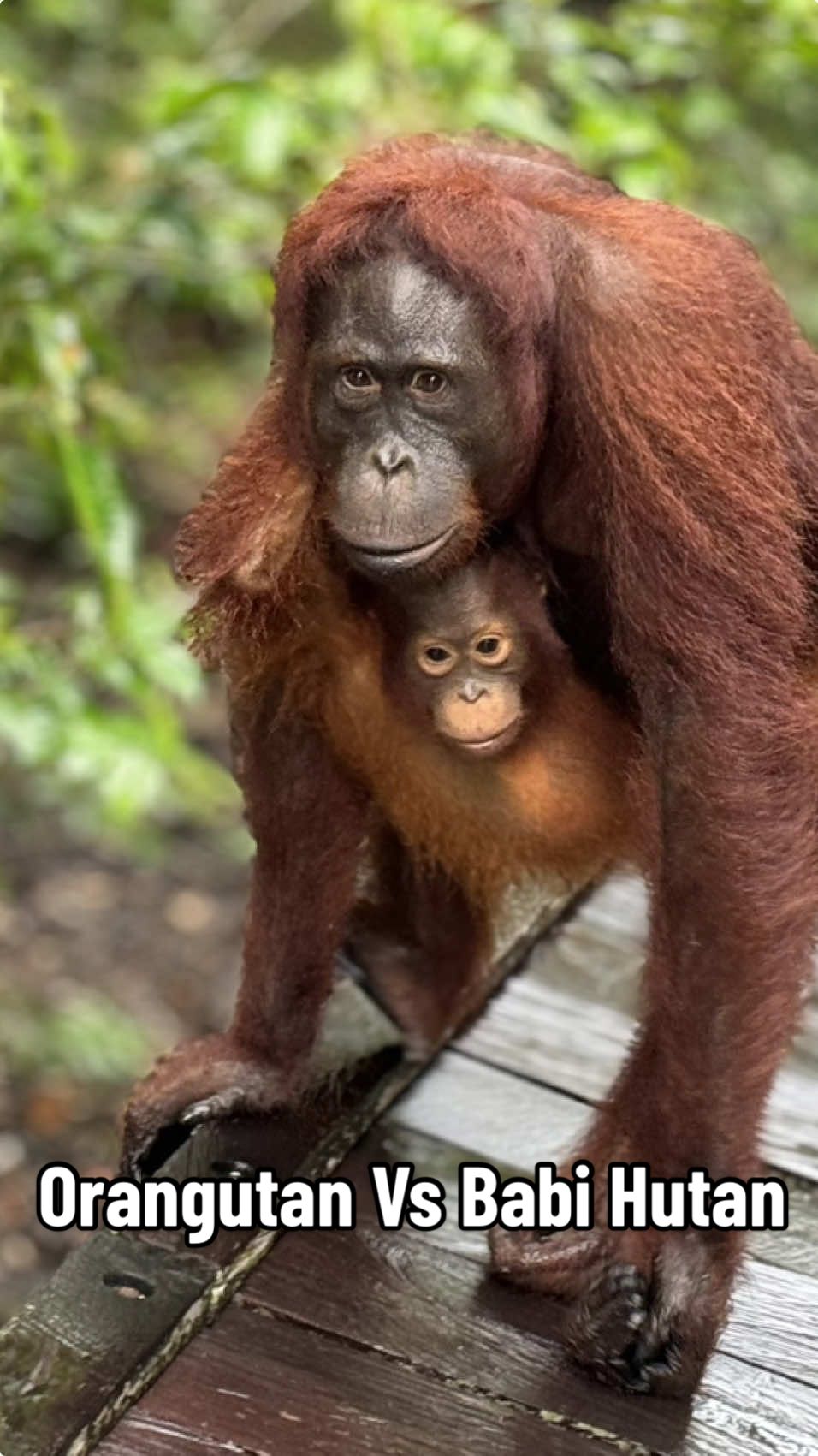 Momen langka Orangutan yg cerdas mengusir seekor babi hutan menggunakan ranting pohon yg ada di sekitarnya.  #babi #crocodile #pesonaindonesia #romantis #romantiscouple #rimba #earth #liburan #infopbun #tourism #orangutanhouseboattour #bule #hunterxhunter #pangkalanbun #holiday #palangkaraya #rimba #king #viral #fyp #wild #wildanimals #photography #photographer #hunting #baby #tanjungputingnationalpark #kumai #pangkalanbun #tiktoker #indonesia #ikn #lover #opentrip #trip #tripadvisor #lonelyplanet #instagram #wisata #holiday 