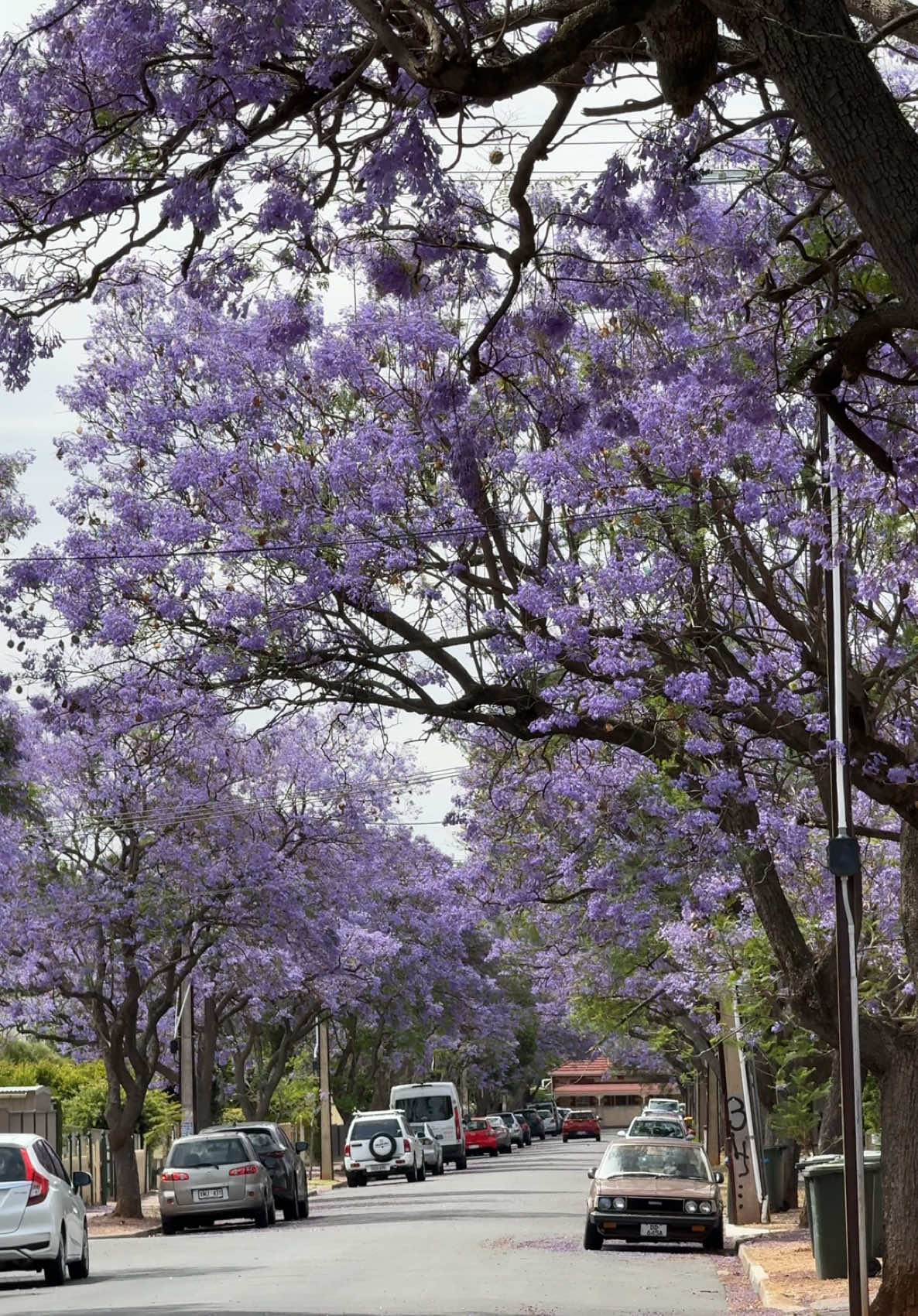Adelaide’s streets right now 💜🌸 @South Australia  @Glam Adelaide  #adelaide #adelaideaustralia #comeandsaygday #jakaranda #jakarandaflowers #streets #Outdoors 