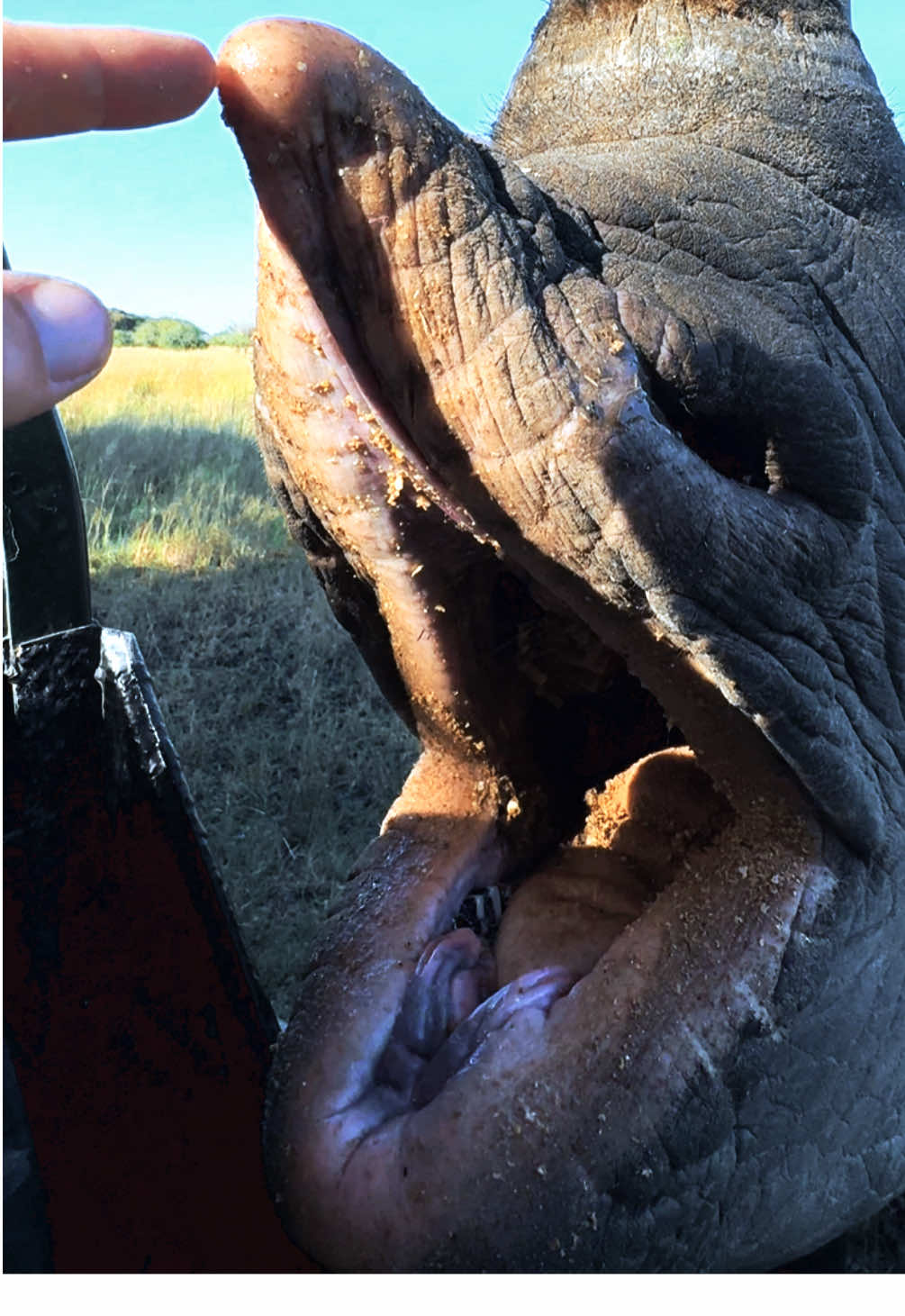 Look at the set of teeth on this black rhino female - she will show you her amazing prehistoric upper lip too! 🦏🙌🏻 #fyp #reillytravers #reels #rhino #wow #closeup 