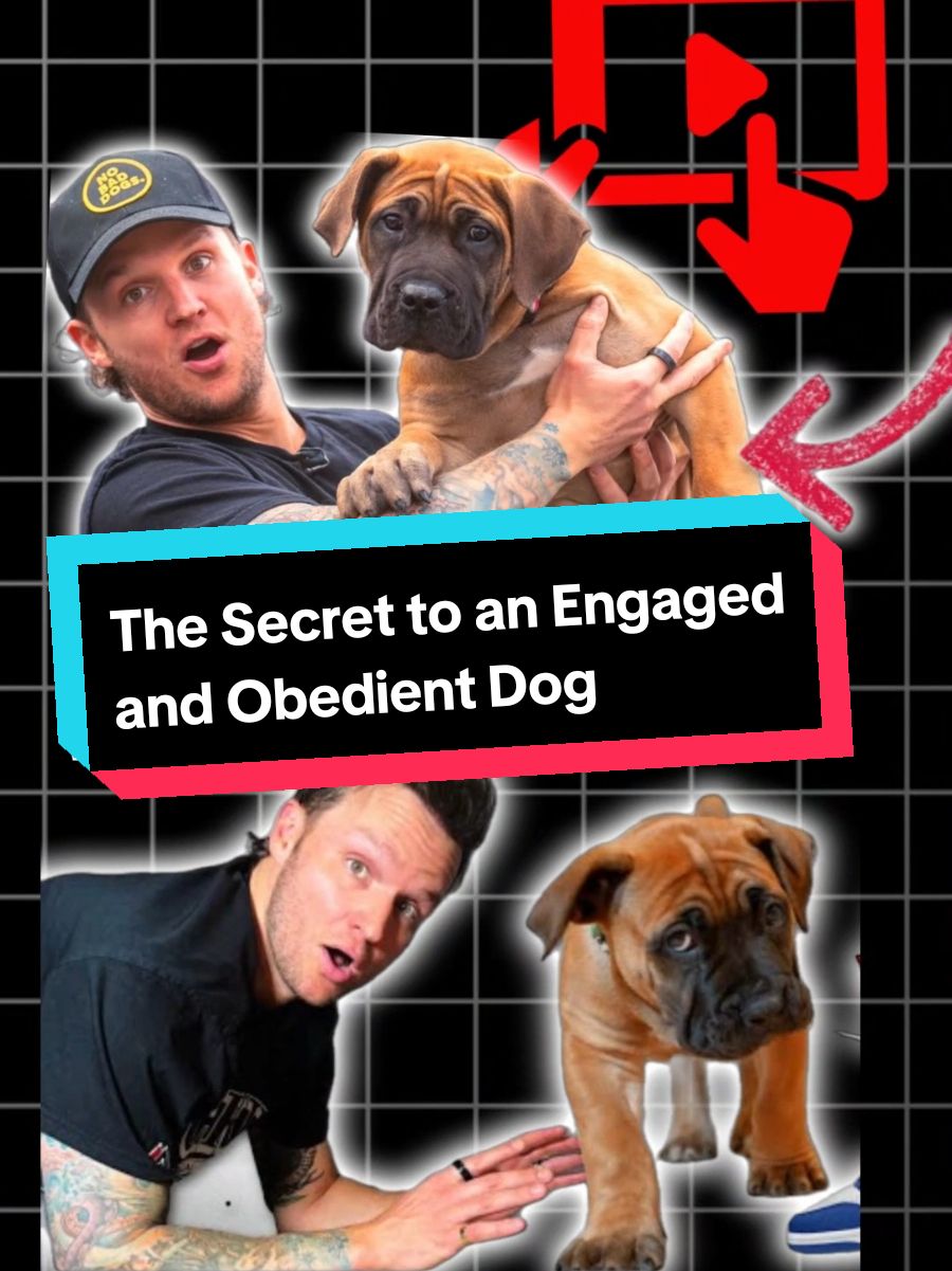 Struggling with leash reactivity or focus issues? Burley’s secret is simple: trust, engagement, and accountability. Training isn’t just about treats—it’s about creating a balanced relationship with your dog. Don’t nag—be consistent and clear with your commands. Accountability is key to success! #DogTrainingTips #LeashTraining #DogAccountability