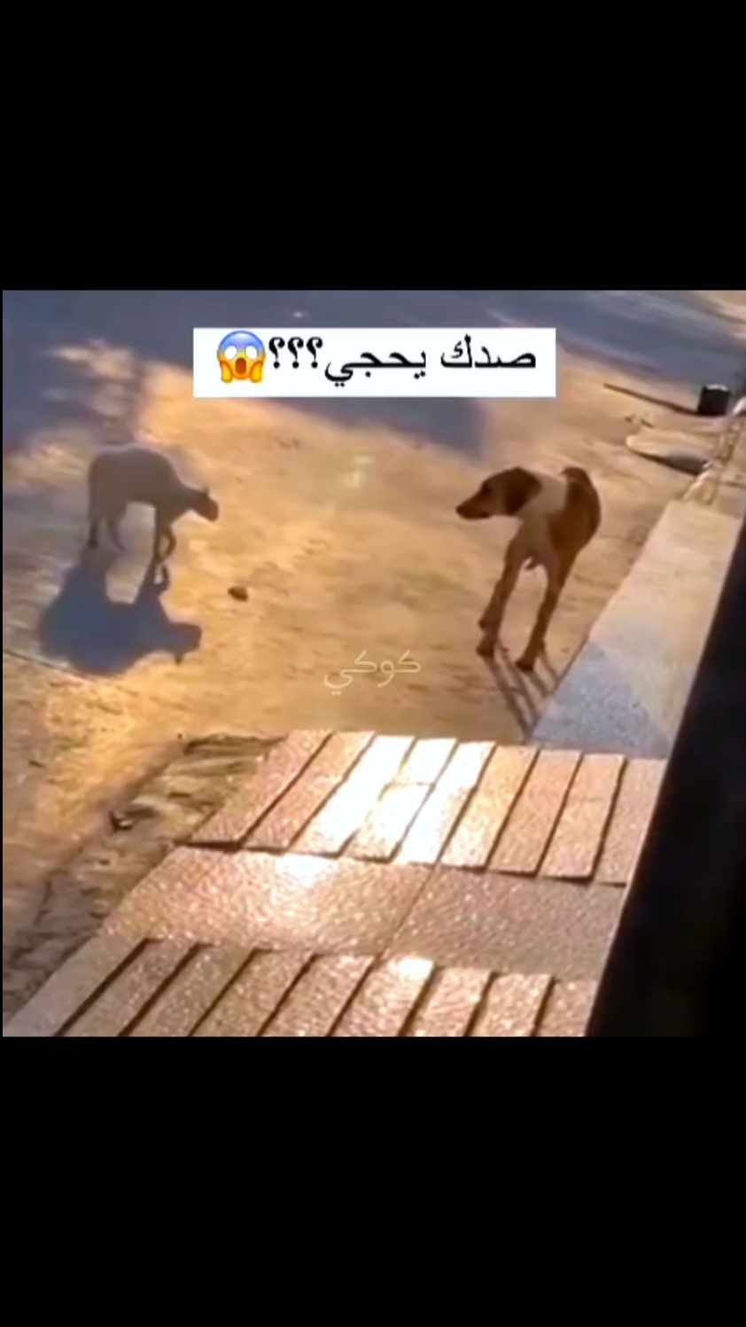 قطة ادور مشاكل وي الكلب #foryoupage #fyp #cat #dog #capcut 