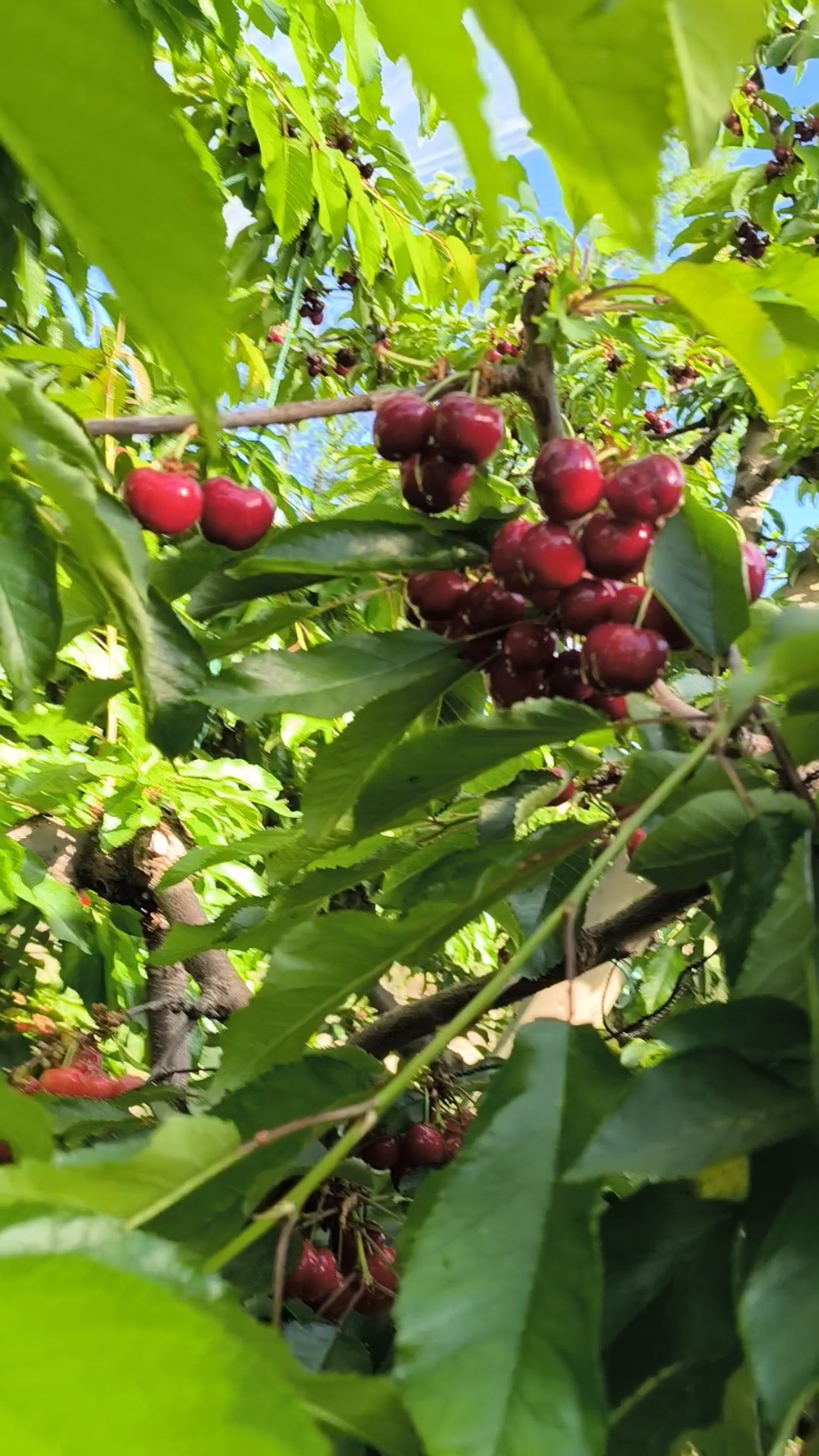 Fresh sweet cherries #chile #sweet #cherry #farm #orchard 