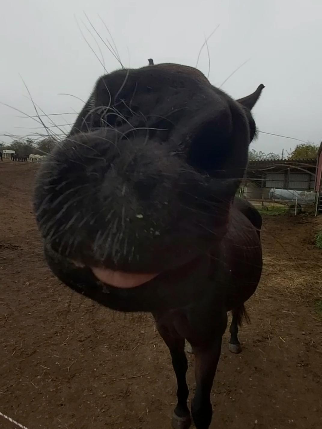 Die würde alles für ein doofe 🥕 tun😭 #trending #horsesoftiktok #equestrian #foryoupage #fypツ #viral 