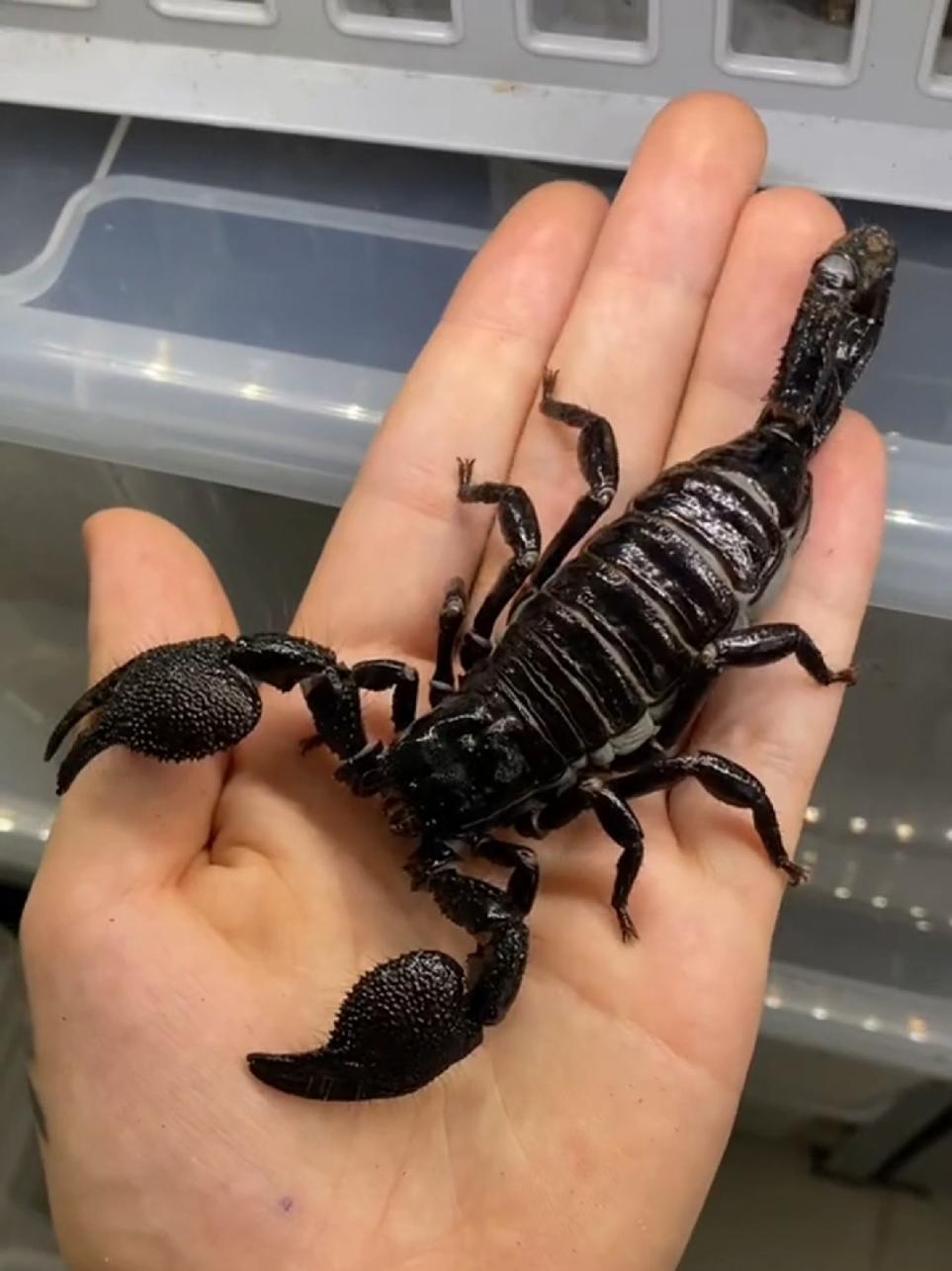 🦂 El gigante brillante: ¡Descubre al Escorpión Emperador! ✨ El Escorpión Emperador es uno de los más grandes del mundo, ¡llega a medir hasta 20 cm! Originario de las selvas tropicales de África Occidental 🌍, brilla bajo luz ultravioleta en tonos azules y verdes. A pesar de su aspecto imponente, usa más sus pinzas que su aguijón para defenderse. ¿Sabías que es clave en el ecosistema? 🧐 ¿Qué opinas de este increíble depredador? ¡Cuéntamelo en los comentarios! 💬🔗  #EscorpiónEmperador #ReinoAnimal #AnimalesExóticos #CuriosidadesDeLaNaturaleza #DatosInteresantes #WildlifeFacts #BrilloUV #NaturalezaSalvaje #VidaSilvestre #FYP #ParaTi #AprendeConNosotros #AnimalesIncreíbles #Ecosistemas #SelvaAfricana #CienciaFascinante #InsectoGigante #Arácnidos #WildlifeLovers