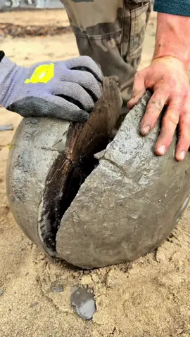 Here is a small pyritic rock that we found in a large shale slab and opened up on the beach🏝🌊 The slabs had been part of a huge landslide which had revealed some new material perfect for containing fossils. Inside, some lovely eleganticeras elegantulum ammonites from the Jurassic! They are roughly 180 million years old! 🏝 Thanks for supporting our page! 🐊 #natural #nature #fossil #fossils #ancient #animals #art #ammonite #ammonites #dinosaur #scientist  #minerals #paleontology #whitby #geologist #dorset #geology #charmouth #jurassic #yorkshire #beach #coast #sea #water #squid #fyp #tiktokawardsukie 