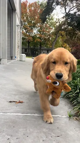 happy dog! 😄😄😄  #goldenretriever #goldenretrieverpuppy #goldenretrieversoftiktok #puppylove #sleepypuppy #happydog #goldenretrieverlife #goldensoftiktok #goldenpuppy  