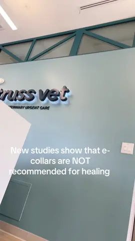 Rocky disagrees with this treatment plan #veterinary #vetmed #truss #fypage #dogsoftiktok #coneofshame #jackrussell #urgentcare 