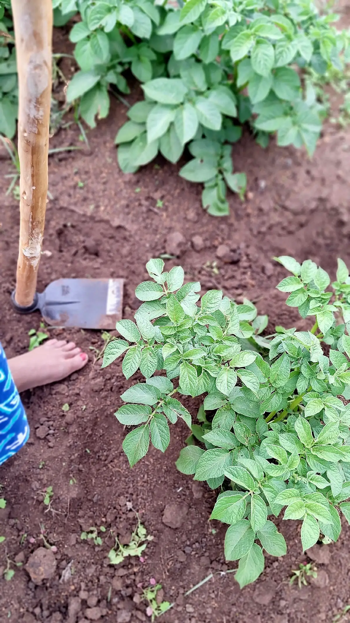 Growing your own food can be a great way to support your health and the environment. ♡