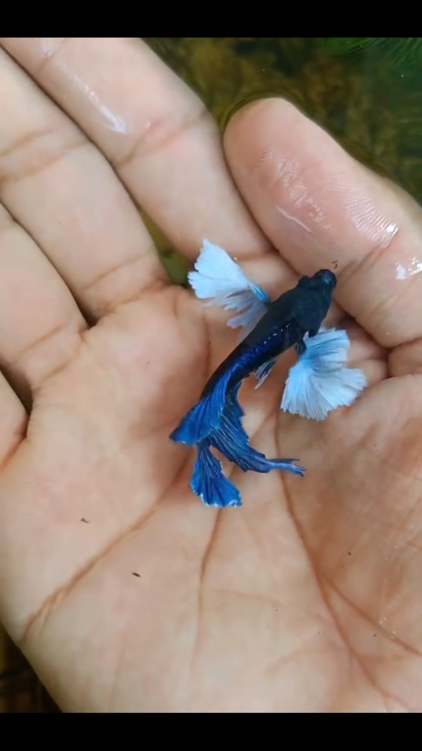 my favorite dumbo ear betta 💙💙 Blue dimond 💎#terarium #aqua_fish #fish #fishlover #aquarium #foryou #bettafish #guppyfish #fishtank 