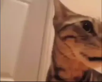 xdd#viral#gato#memes#ohohohohhhhoooo#tiktok