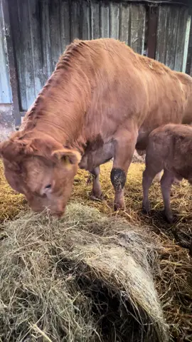 Feeding Time  #goviral #limousincalves #limousin #farm #farming #simone #simonedawson #foryou #viral #farmtok #farmingtiktok #fyp #farminglife #farmlife 