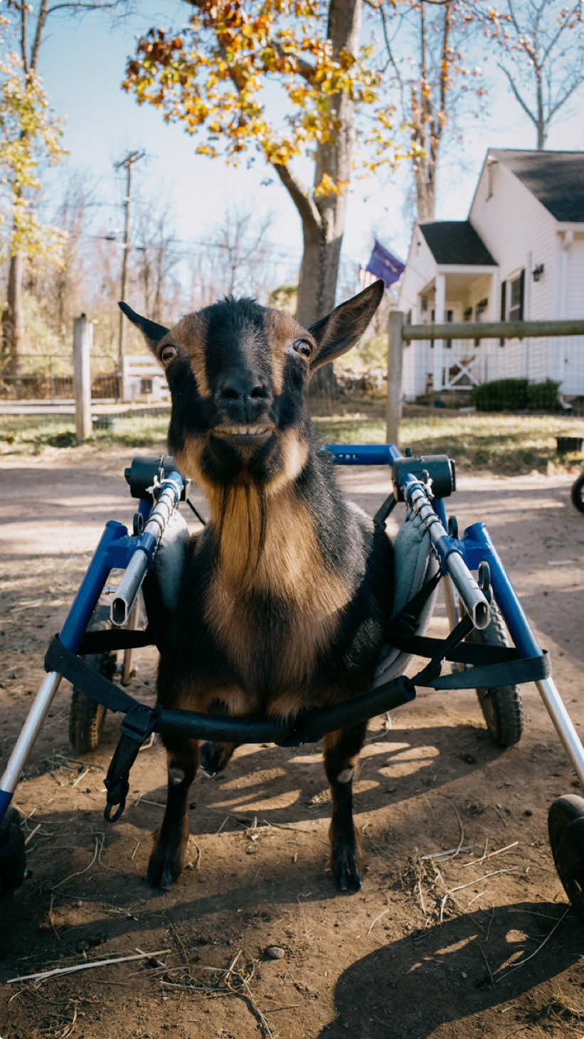 @Goats of Anarchy   Still crying with joy #goa #goatsofanarchy #goats #disabled #disabledgoat #disabledanimals #animallove #animalsanctuary #goatsanctuary #blindgoats #blindhorse #horses #aw #sweet #heartwarming #sobstory #animalsoftiktok #goatsoftiktok 