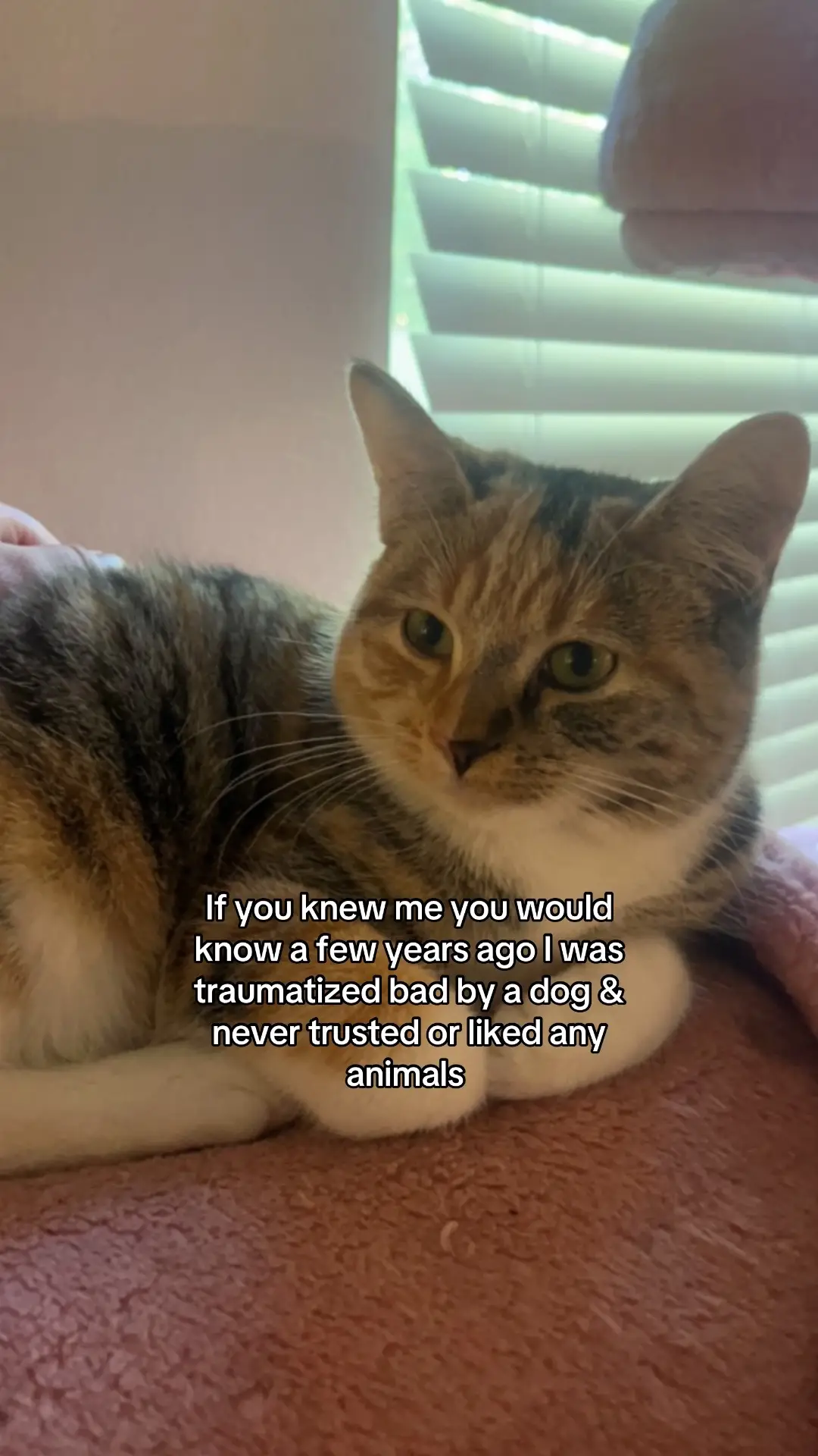 Currently sobbing #orangecat #cattok #pets #catstory 