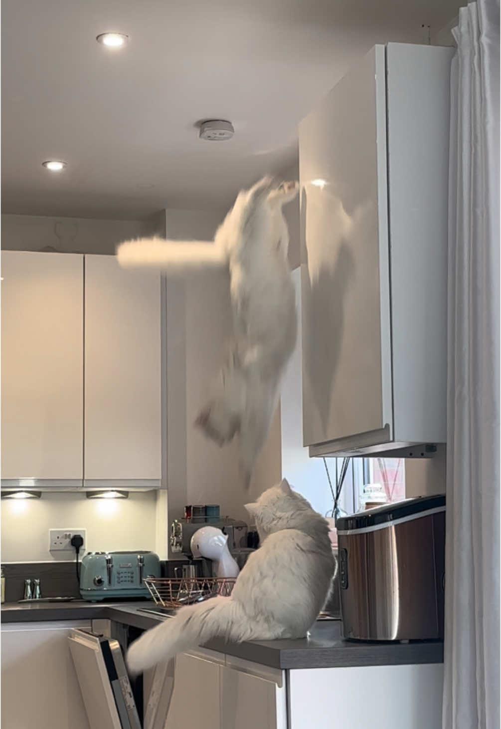 Donut shuffling backwards like a dump truck… I thought the clothes would finally be out of his reach 😭😂 #catsoftiktok #catlife #deafcat #reverse #scream #funnyvideos #cute #climb #fyp 